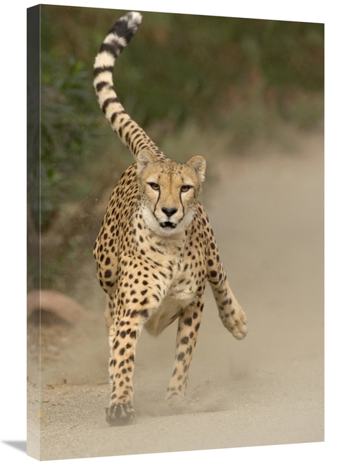 Global Gallery GCS-398143-2030-142 20 x 30 in. Cheetah in Mid-Stride&#