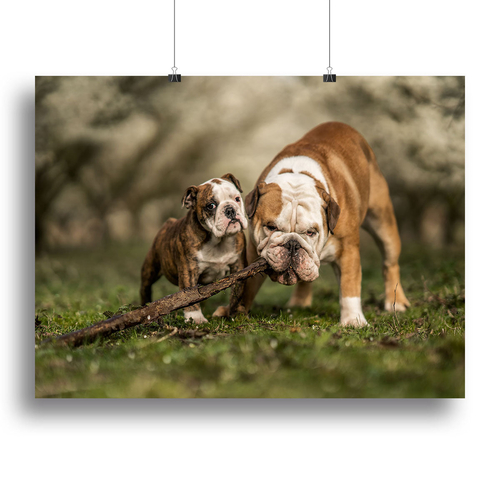 Busy with a stick Canvas Print or Poster