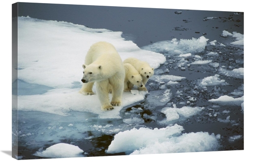 Global Gallery GCS-453509-2436-142 24 x 36 in. Polar Bear Mother with 