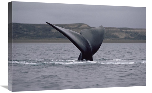 Global Gallery GCS-450654-2030-142 20 x 30 in. Southern Right Whale Ta