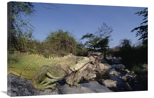 Global Gallery GCS-451525-2436-142 24 x 36 in. Green Iguana Northern A