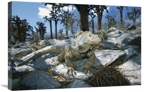 Global Gallery GCS-452306-2030-142 20 x 30 in. Galapagos Land Iguana &