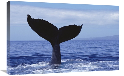 Global Gallery GCS-450803-2030-142 20 x 30 in. Humpback Whale Tail Lob