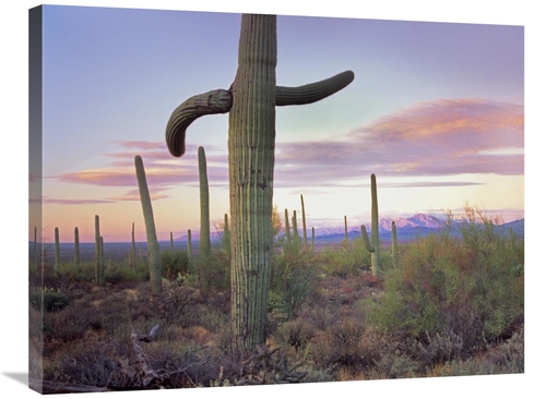 Global Gallery GCS-397122-2432-142 24 x 32 in. Saguaro Cactus Field wi
