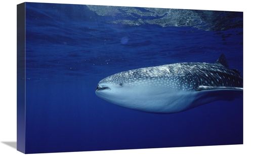 16 x 24 in. Whale Shark Portrait, Largest Shark Species, Cocos