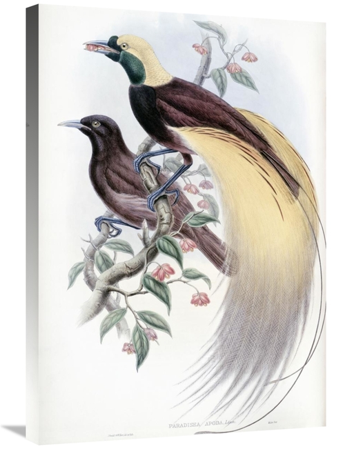 Global Gallery GCS-277762-30-142 30 in. Greater Bird of Paradise Art P