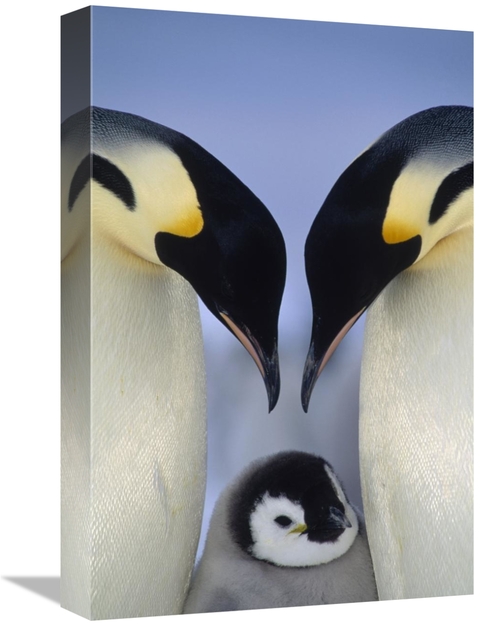 Global Gallery GCS-395660-1218-142 12 x 18 in. Emperor Penguin Parents
