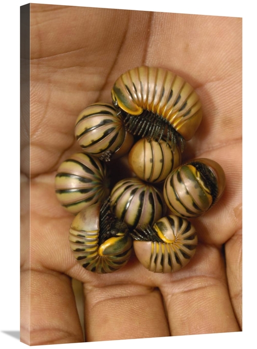 Global Gallery GCS-453046-2030-142 20 x 30 in. Pill Millipede Group Fr