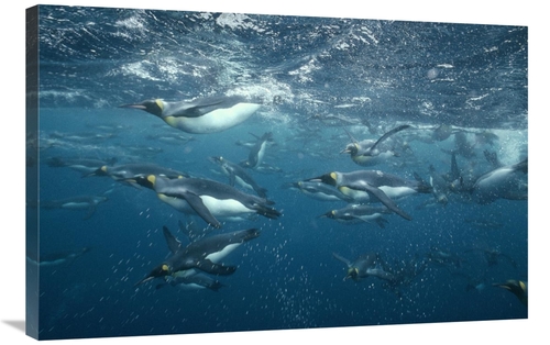 Global Gallery GCS-451115-2436-142 24 x 36 in. King Penguins Swimming 