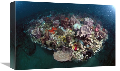 Global Gallery GCS-450955-1218-142 12 x 18 in. Variety of Corals on Re