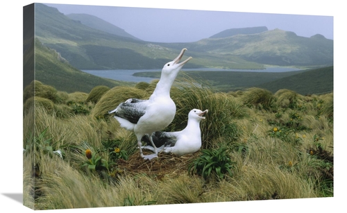 Global Gallery GCS-452441-1624-142 16 x 24 in. Southern Royal Albatros