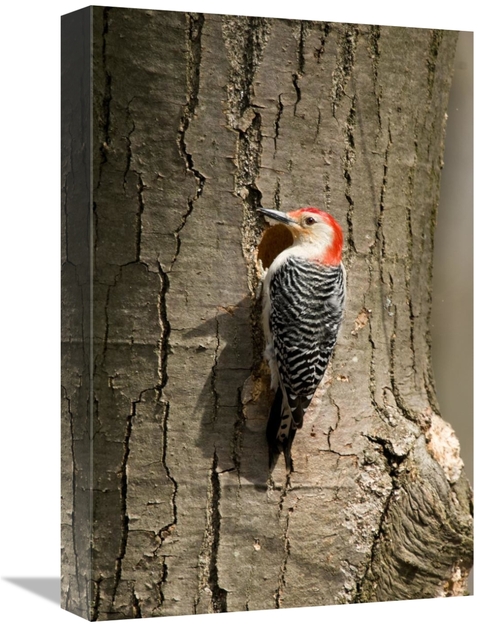 Global Gallery GCS-397421-1218-142 12 x 18 in. Red-Bellied Woodpecker 