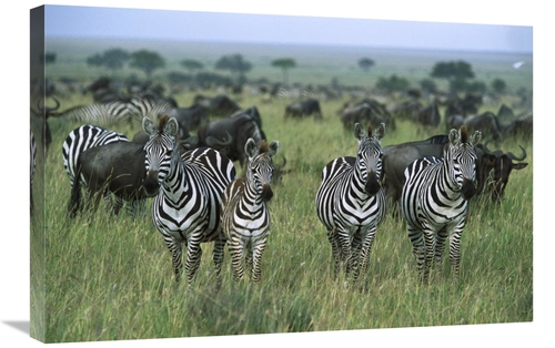 Global Gallery GCS-452550-2030-142 20 x 30 in. Burchells Zebras & Wild