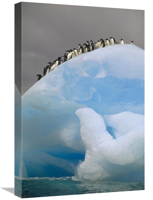 Global Gallery GCS-451093-1624-142 16 x 24 in. Adelie Penguin Group on