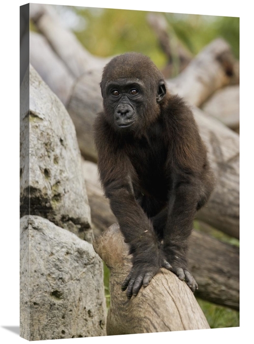 Global Gallery GCS-450915-2030-142 20 x 30 in. Western Lowland Gorilla