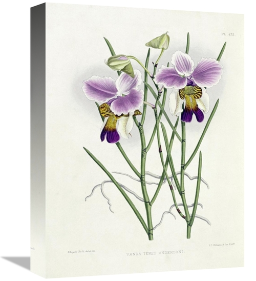 Global Gallery GCS-267551-16-142 16 in. The Orchid Album Plate 475 Art