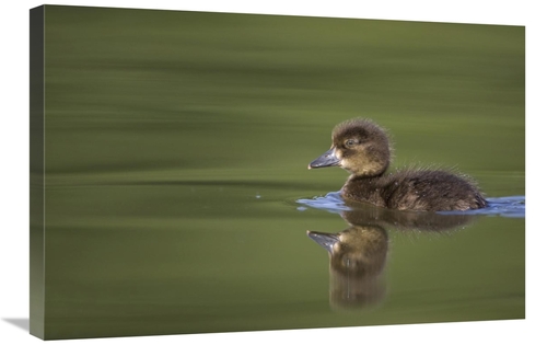 Global Gallery GCS-397494-2030-142 20 x 30 in. Tufted Duck Young, 