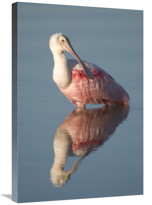 Global Gallery GCS-397326-2030-142 20 x 30 in. Roseate Spoonbill, 
