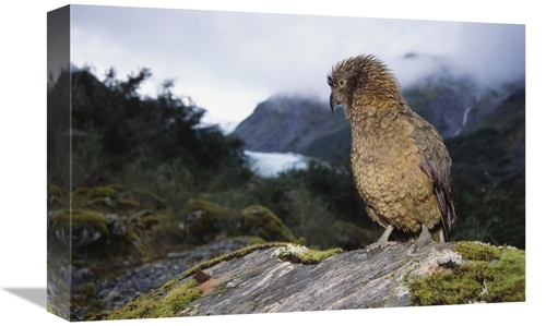 Global Gallery GCS-451500-1218-142 12 x 18 in. Kea Perched on Rock&#44