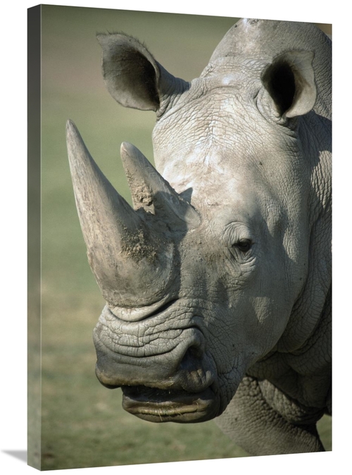 Global Gallery GCS-450818-2030-142 20 x 30 in. White Rhinoceros Portra