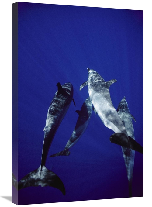 Global Gallery GCS-450623-2030-142 20 x 30 in. Atlantic Spotted Dolphi