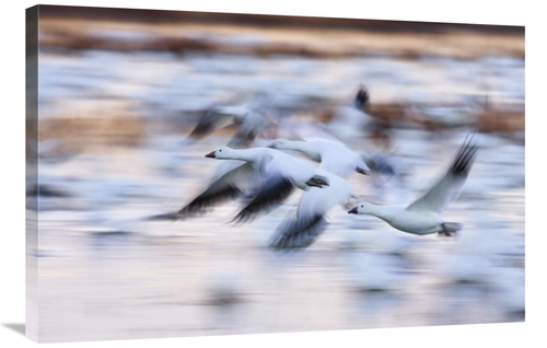 Global Gallery GCS-452615-2436-142 24 x 36 in. Snow Goose Flock Flying