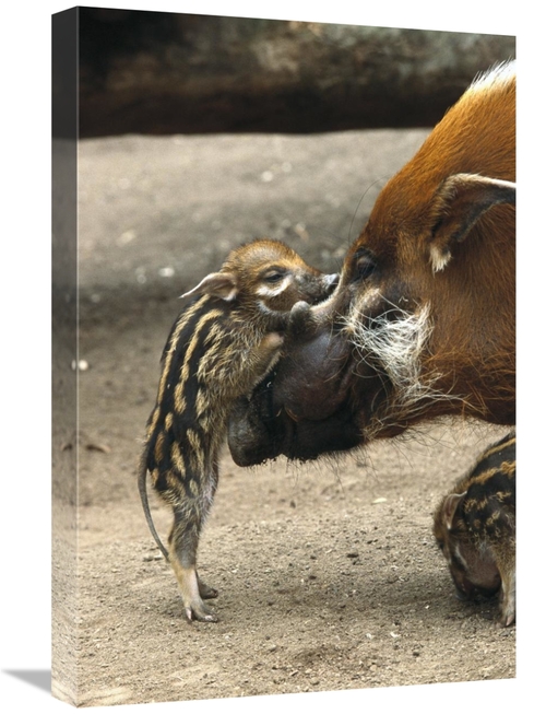 16 x 24 in. Red River Hog Baby & Mother Interacting, Native to Wes