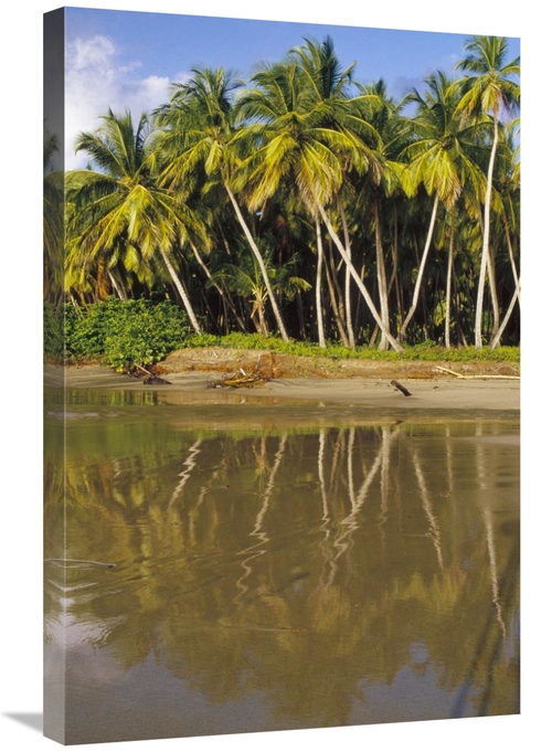 Global Gallery GCS-452855-2030-142 20 x 30 in. Coconut Palm Trees Line