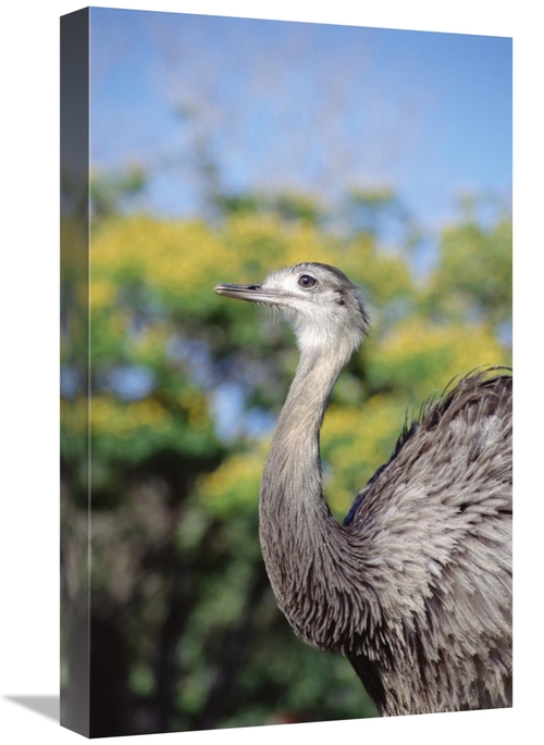 Global Gallery GCS-451479-22-142 22 in. Greater Rhea in Savannah, 