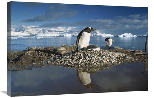 Global Gallery GCS-395780-2436-142 24 x 36 in. Gentoo Penguin Parent o