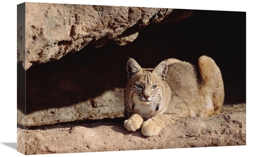 Global Gallery GCS-451956-1624-142 16 x 24 in. Bobcat Adult Resting on