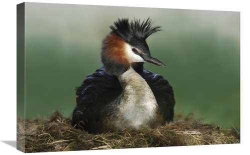 Global Gallery GCS-397457-1624-142 16 x 24 in. Great Crested Grebe on 