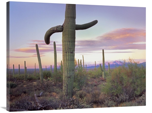 Global Gallery GCS-397122-3040-142 30 x 40 in. Saguaro Cactus Field wi