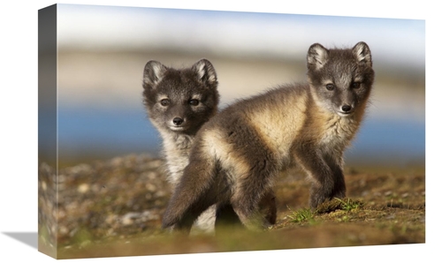 Global Gallery GCS-395692-1218-142 12 x 18 in. Two Arctic Fox Kits on 