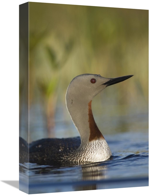 Global Gallery GCS-451944-1218-142 12 x 18 in. Red-Throated Loon in Br