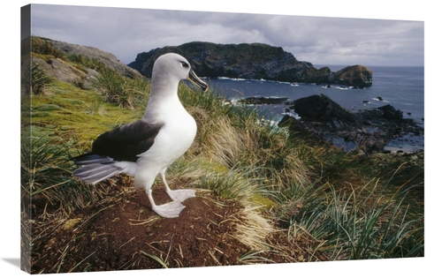 Global Gallery GCS-451301-2436-142 24 x 36 in. Grey-Headed Albatross A