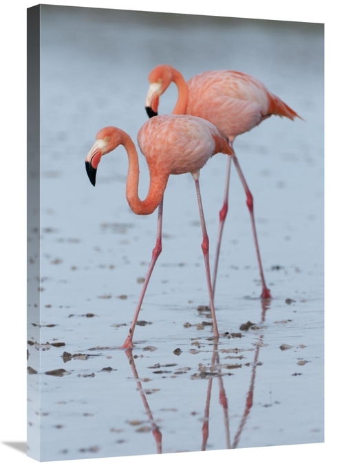 Global Gallery GCS-395616-2030-142 20 x 30 in. Greater Flamingo Pair W