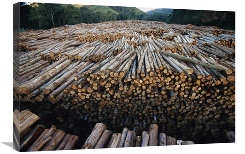 Global Gallery GCS-397737-2030-142 20 x 30 in. Gum Tree Lumber, th