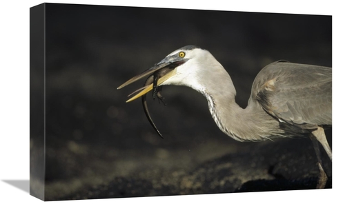 Global Gallery GCS-451398-1218-142 12 x 18 in. Great Blue Heron Preyin