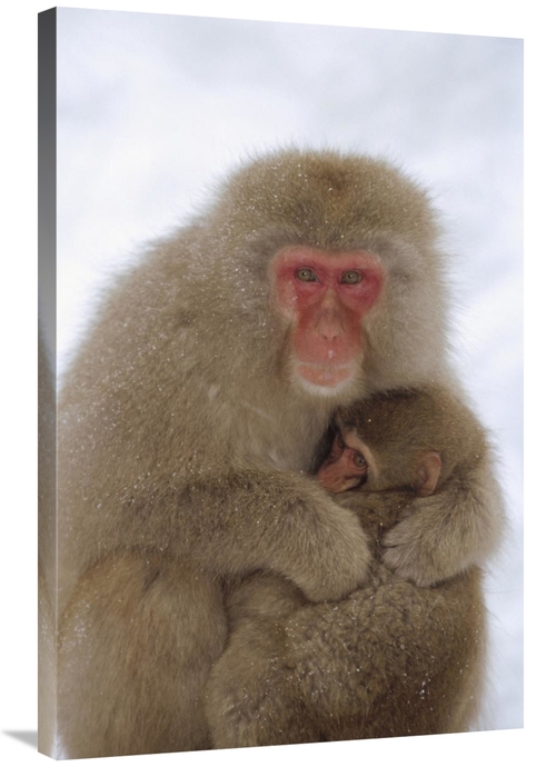 Global Gallery GCS-452294-2436-142 24 x 36 in. Japanese Macaque Mother