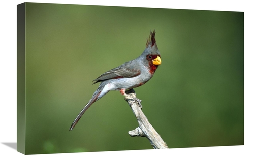 Global Gallery GCS-453291-1624-142 16 x 24 in. Pyrrhuloxia Male Perchi