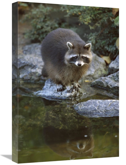Global Gallery GCS-452631-1624-142 16 x 24 in. Raccoon At Waters Edge&
