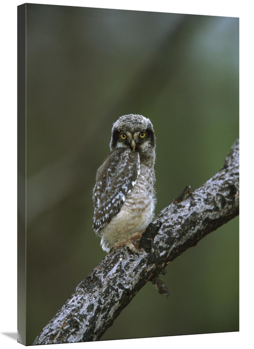 Global Gallery GCS-453321-2436-142 24 x 36 in. Northern Hawk Owl Chick