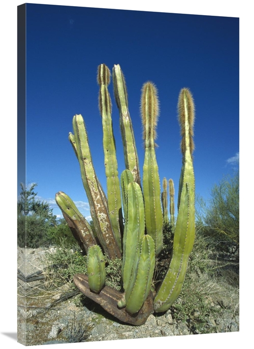 Global Gallery GCS-395631-2436-142 24 x 36 in. Old Man Cactus in Sonor