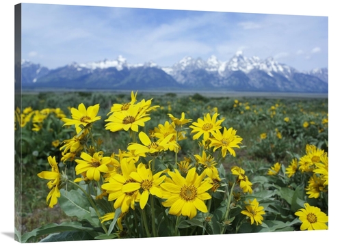 Global Gallery GCS-452197-3040-142 30 x 40 in. Balsamroot Sunflower Pa