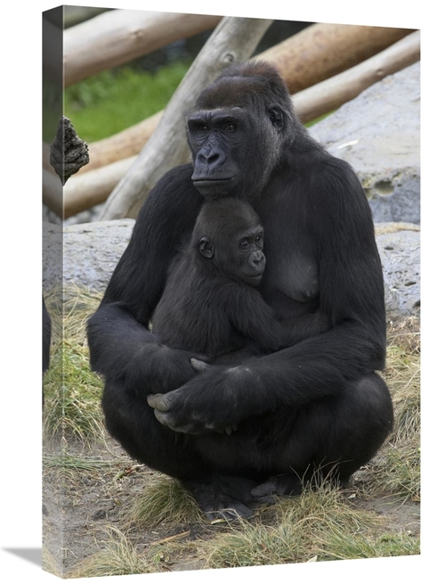 Global Gallery GCS-450901-1624-142 16 x 24 in. Western Lowland Gorilla