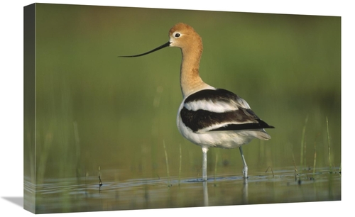 Global Gallery GCS-395927-1624-142 16 x 24 in. American Avocet in Bree