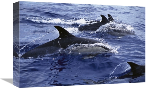 Global Gallery GCS-450562-1218-142 12 x 18 in. Common Dolphin Pod Swim