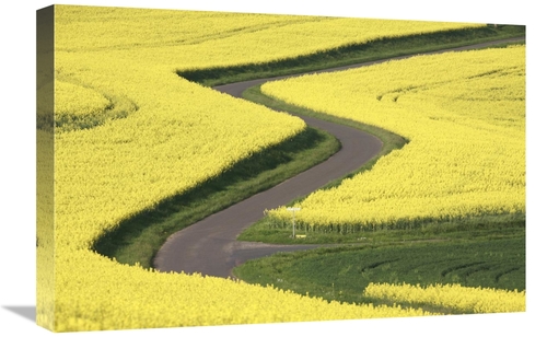 Global Gallery GCS-398081-1624-142 16 x 24 in. Field Mustard Fields & 