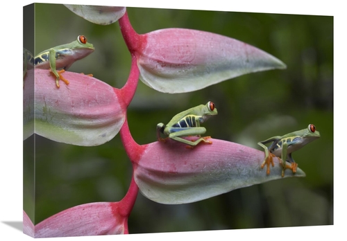 Global Gallery GCS-396485-1824-142 18 x 24 in. Red-Eyed Tree Frog Thre